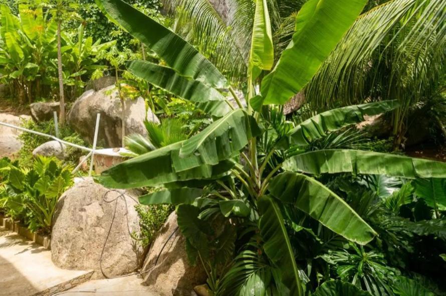 Auguste Holiday Residence Anse Etoile Exterior foto